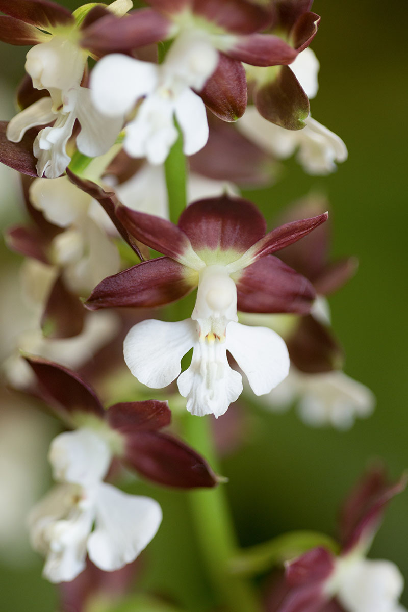 A close up vertical image of Calanthe orchid flowers in white and reddish-brown pictured on a soft focus background.