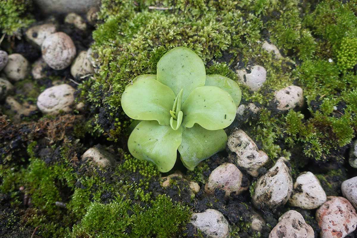 A close up horizontal image of a Pinguicula moranensis growing among rocks and moss.