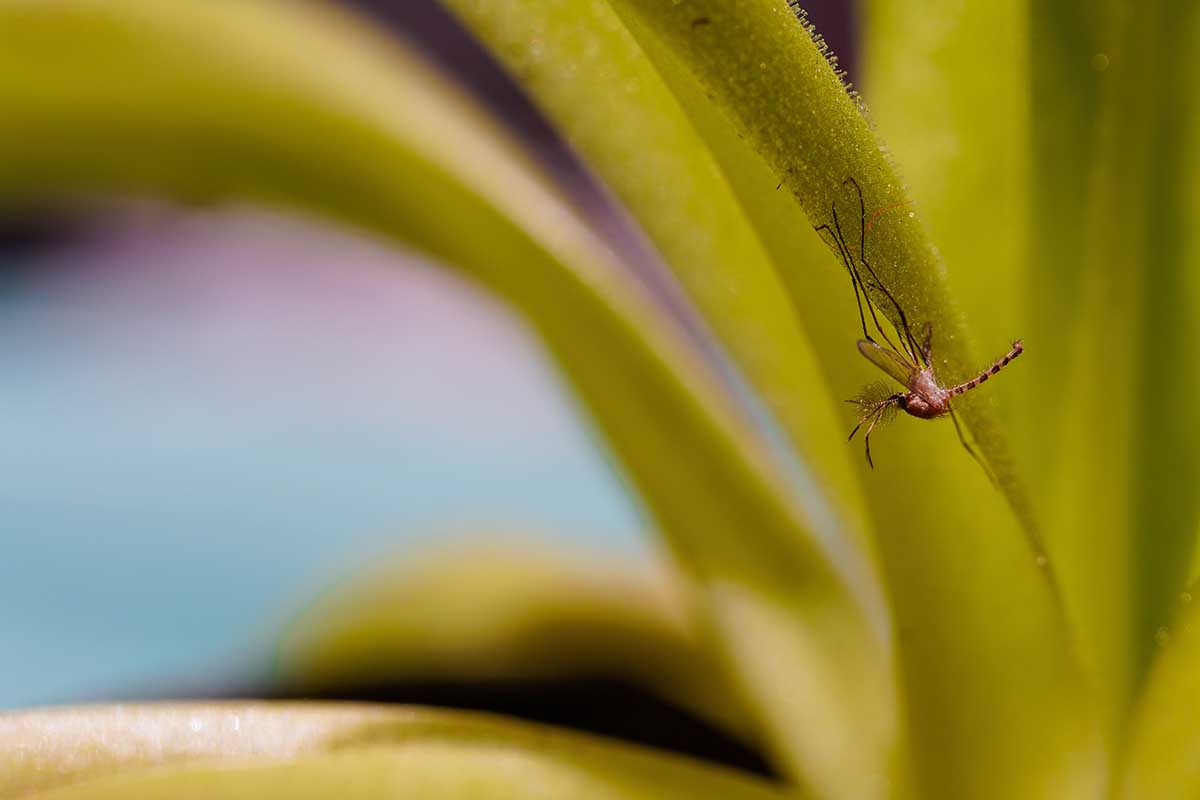 A close up horizontal image of a leaf of a butterwort plant with a dead insect.
