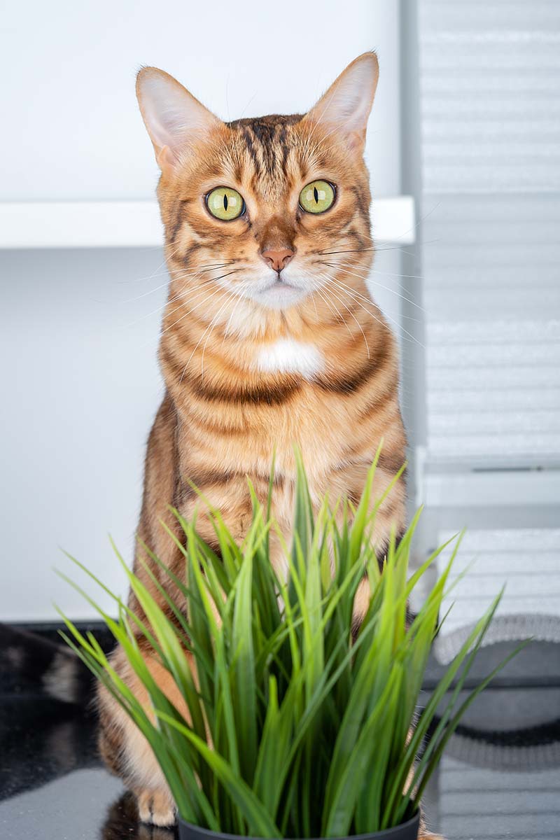 A close up vertical image of a large Bengal cat sitting in front of a pot of indoor grass.