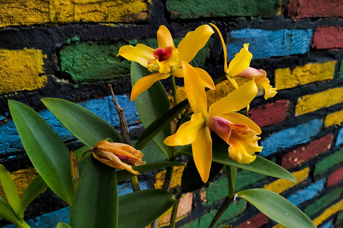 A close up horizontal image of yellow Cattleya luteola orchid flowers growing in a pot in front of a colorful brick wall.