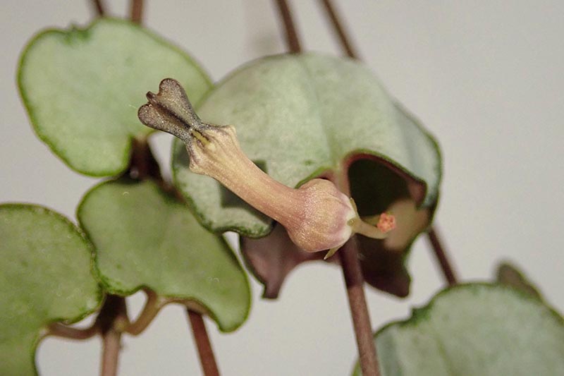A close up horizontal image of Ceropegia woodii 'Silver Glory' growing indoors pictured on a soft focus background.