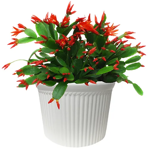 A close up of a Christmas cactus with red flowers growing in a white ceramic pot isolated on a white background.