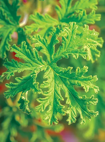 A close up of the foliage of 'Citronella' pelargonium pictured in light sunshine on a soft focus background.