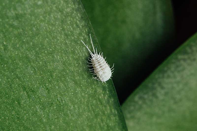 A close up horizontal image of a mealybug on the surface of an orchid leaf.