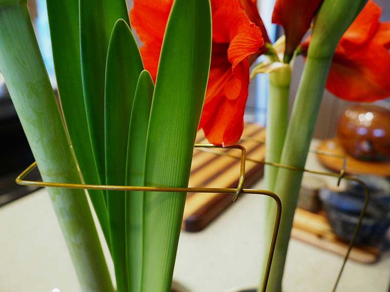 A close up horizontal image of homemade metal support stakes around the flower stalks of amaryllis.