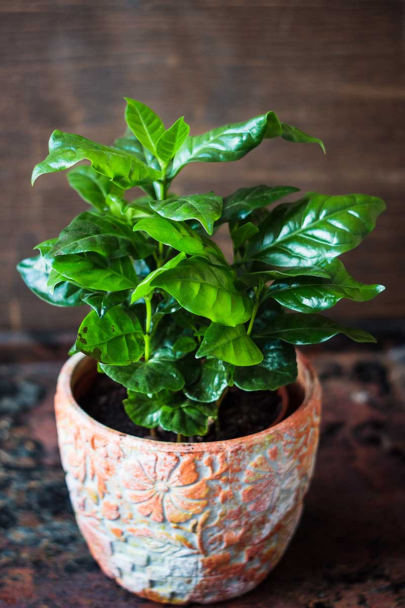 A close up vertical image of a small Coffea arabica growing in a terra cotta pot indoors pictured on a soft focus background.