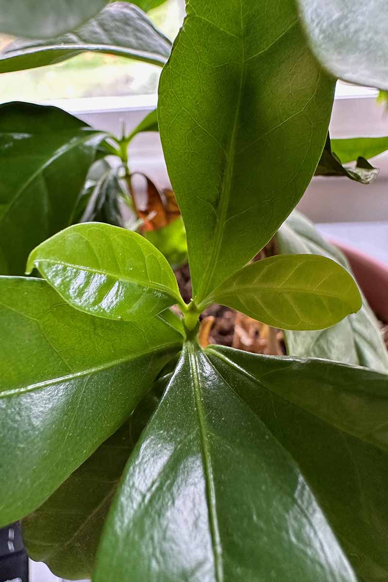 A close up vertical image of the top of a coffee plant growing indoors showing new growth emerging.