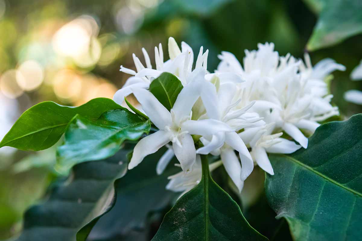 A close up horizontal image of the delicate white flowers of a Coffea arabica bush with foliage in soft focus in the background.