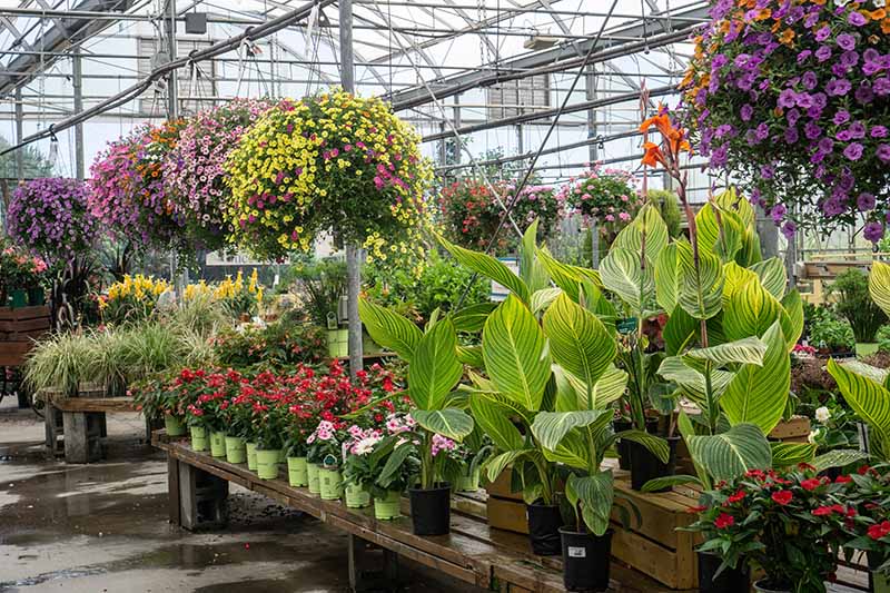 A horizontal image of a large plant nursery with a variety of colorful hanging baskets and flowers.