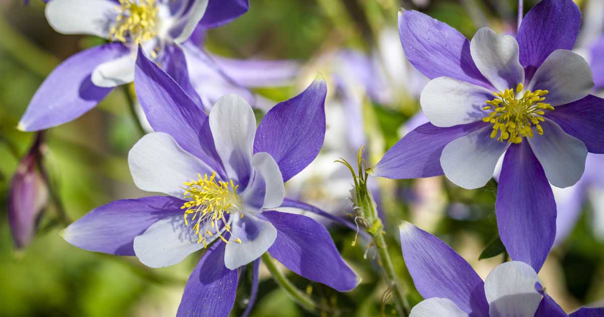 Columbine Growing Guides, Tips, and Info | Gardener's Path