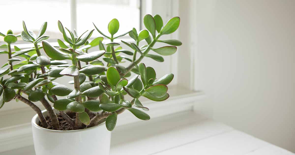 How to Identify and Manage Jade Plant Pests | Gardener’s Path
