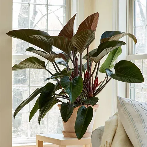 A square image of a large Philodendron 'Congo Rojo' growing in a terra cotta pot set on a side table near two windows.