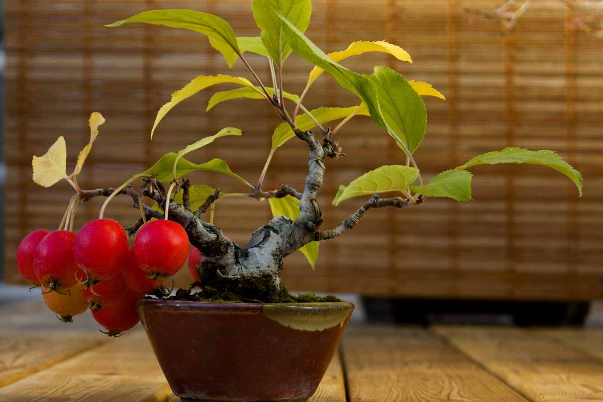 A close up horizontal image of a crabapple trained to grow as bonsai set on a wooden surface indoors.