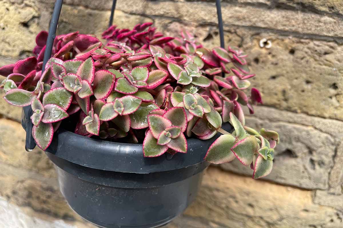 A horizontal image of a 'Calico Kitten' crassula plant growing in a hanging black pot with a stone wall in the background.