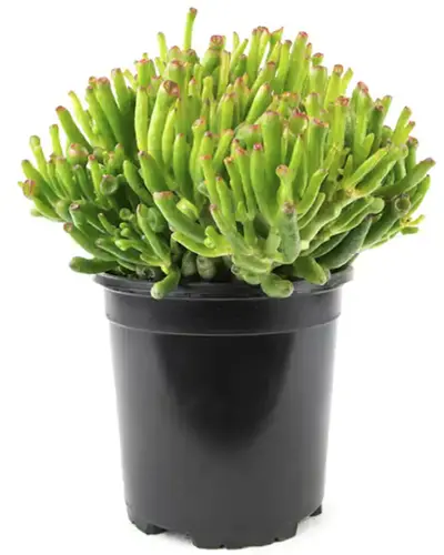 A close up of a Crassula 'Gollum' growing in a black plastic pot isolated on a white background.