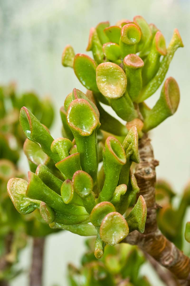 A close up vertical image of the tubular foliage of Crassula 'Gollum' pictured on a soft focus background.