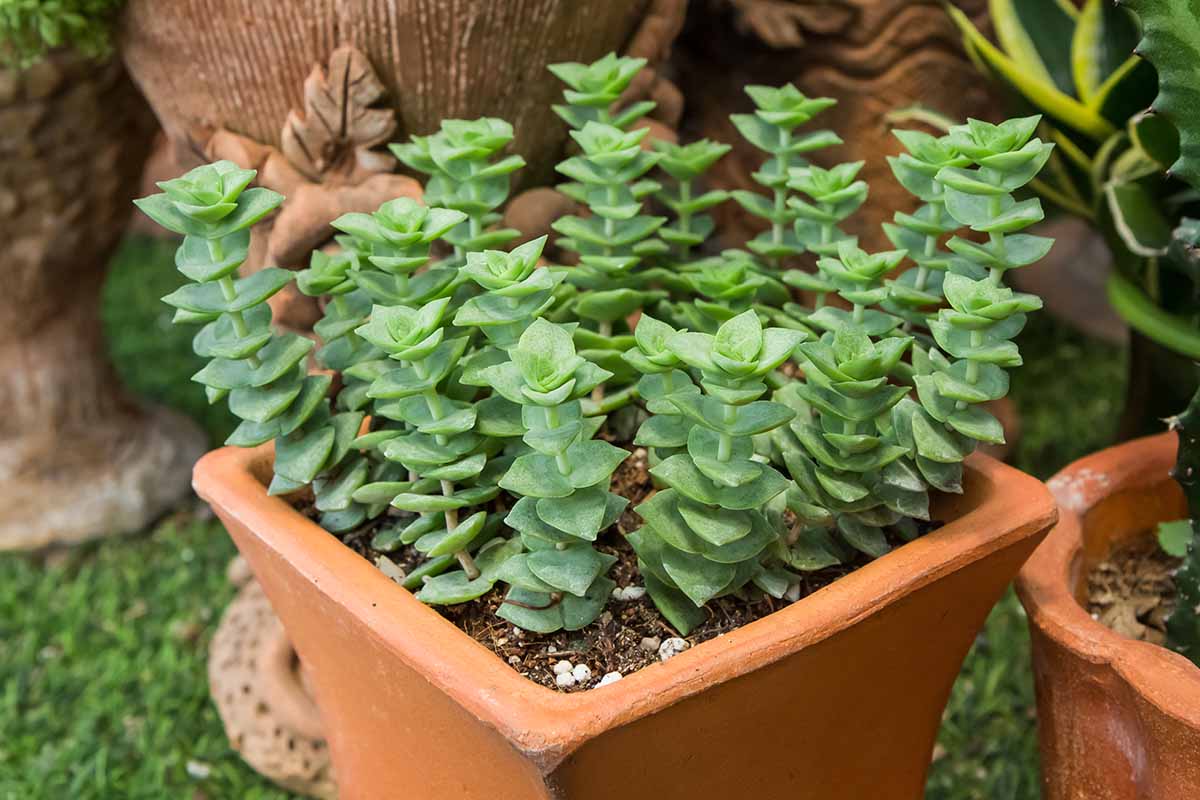 A close up horizontal image of Crassula perforata aka string of buttons growing in a terra cotta pot outdoors.