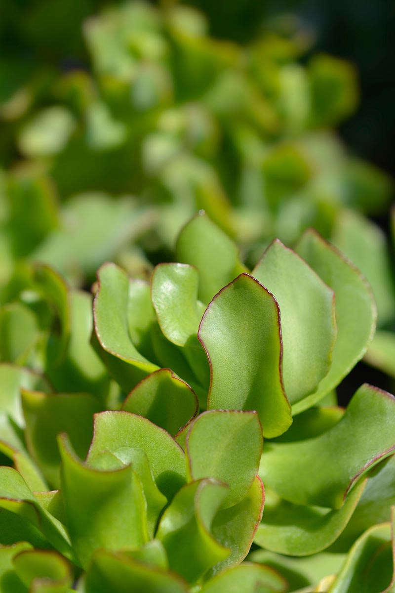 A close up vertical image of the foliage of a ripple jade plant aka Crassula arborescens subsp. undulatifolia, fading to soft focus in the background.