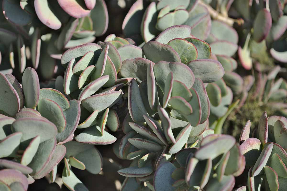 A close up horizontal image of the pale green foliage of a silver jade plant growing outdoors pictured in light sunshine.
