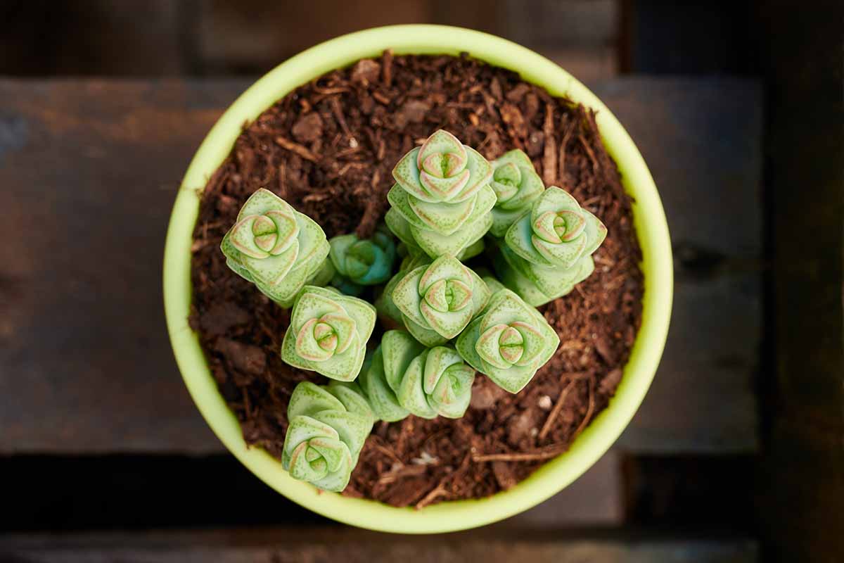 A close up top down image of a Crassula 'Tom Thumb' succulent growing in a small green pot.