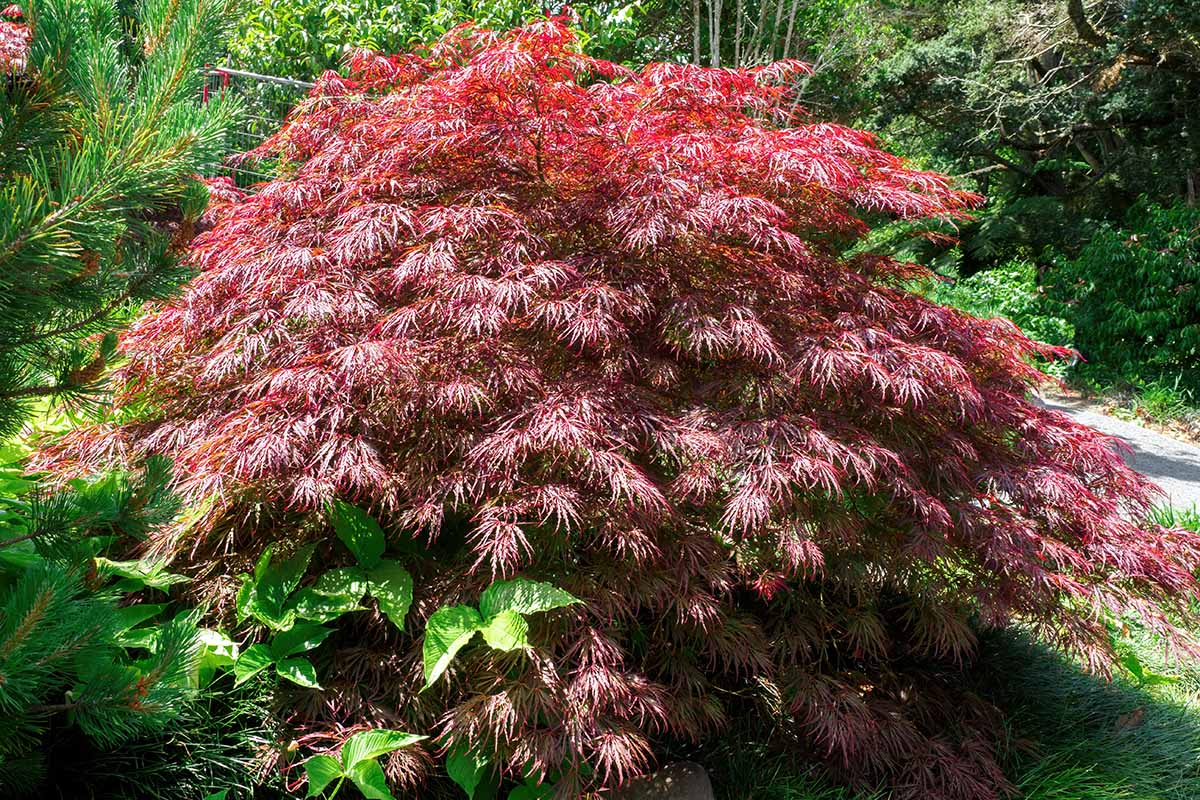 A horizontal image of a 'Crimson Queen' Japanese maple tree growing in the garden pictured in bright sunshine.