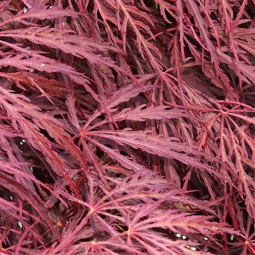 A square image of the deep red foliage of Acer 'Crimson Queen.'