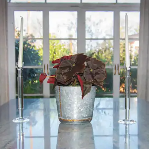 A square image of a 'Crown Jewel' begonia growing in a silver pot set between two candlesticks on an indoor table.