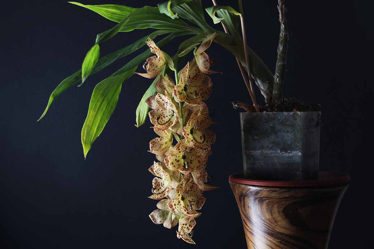 A horizontal image of Cycnoches barthiorum 'Pink Dove' orchid flowers spilling over the side of a dark container pictured on a dark soft focus background.