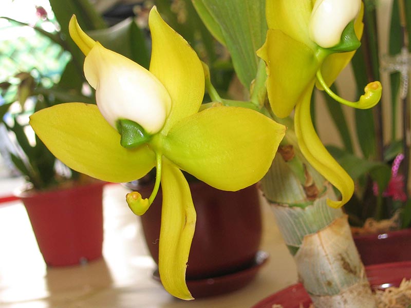 A close up horizontal image of the yellowish green flower of Cycnoches warscewiczii, a type of orchid.