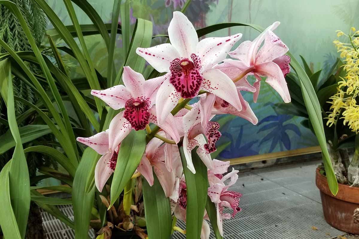 A close up horizontal image of pink and white Cymbidium orchids growing in a pot indoors.