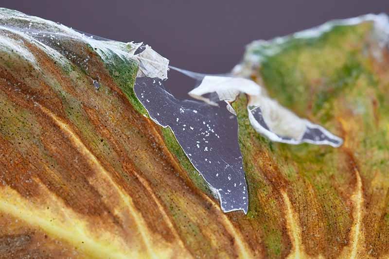 A close up horizontal image of the leaf of a philodendron houseplant infested with spider mites.