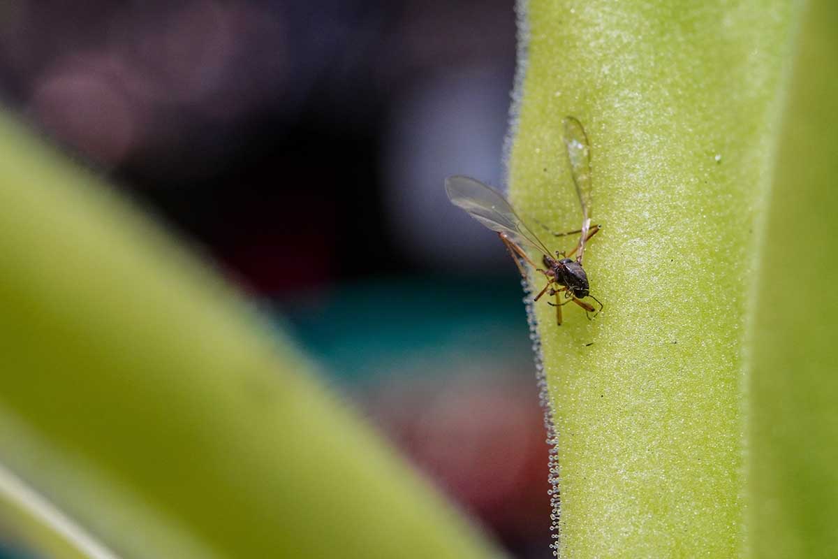 A close up horizontal image of a dead insect stuck to the leaf of a butterwort plant pictured on a soft focus background.