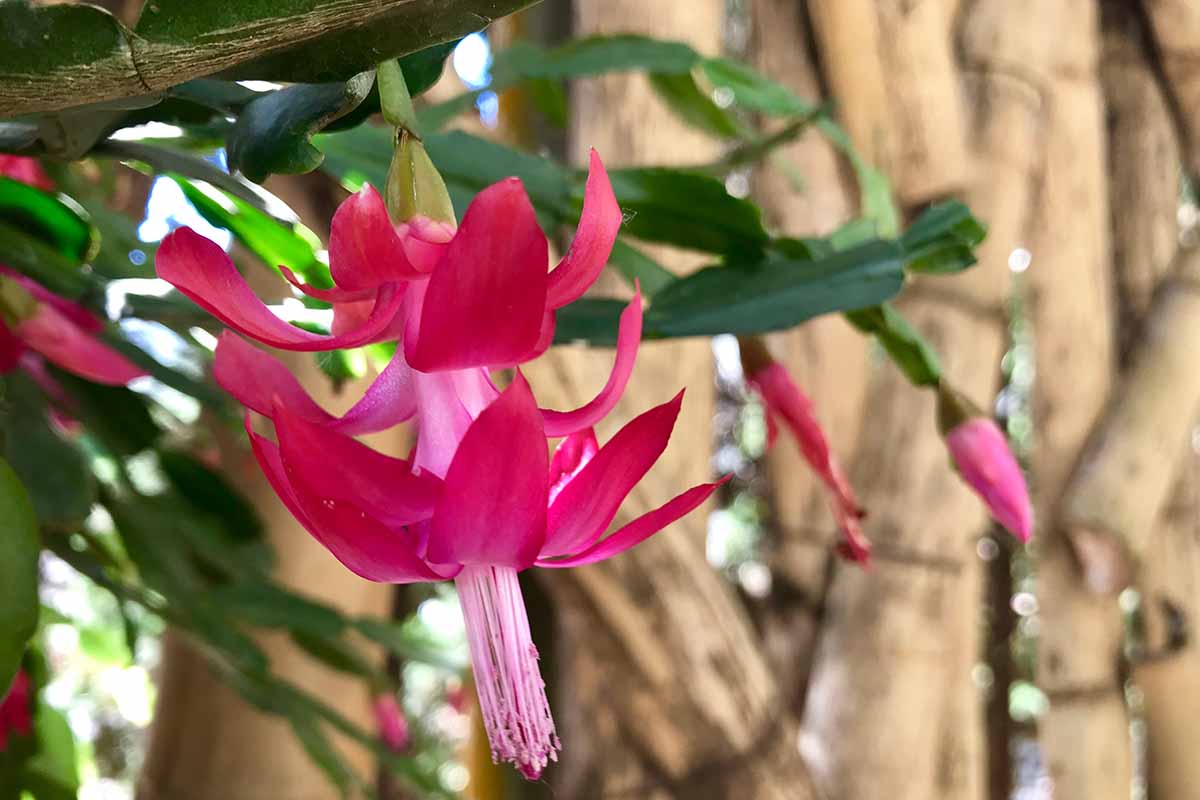A close up horizontal image of bright pink Christmas cactus flowers growing outdoors in the garden.