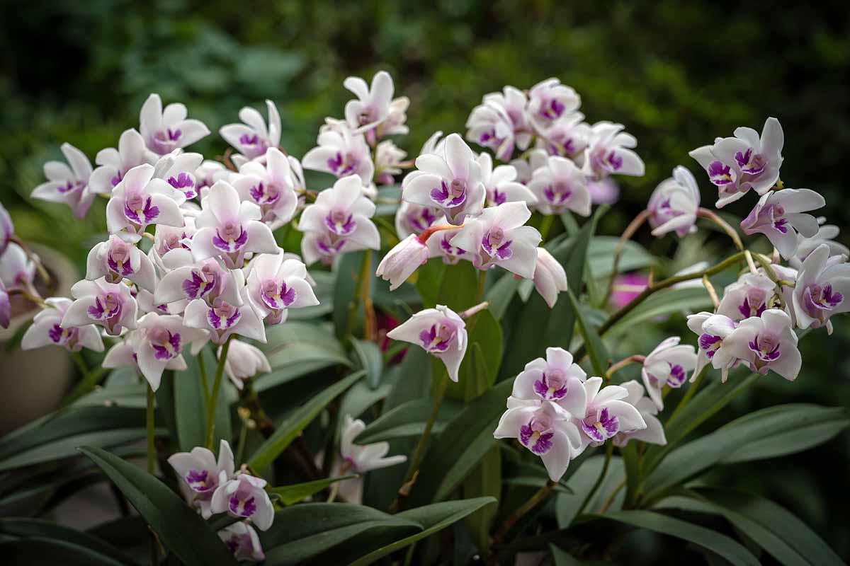 A horizontal image of Dendrobium orchid flowers in delicate purple, pink, and white growing outdoors, pictured on a soft focus background.
