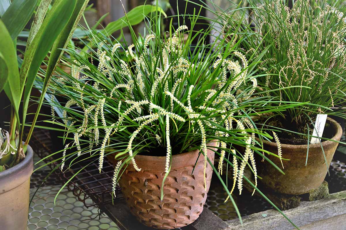 A close up horizontal image of Dendrochilum tenellum orchids growing in terra cotta pots.
