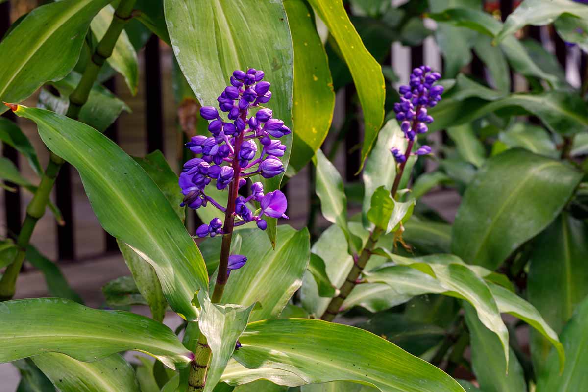 A horizontal image of the flowers and foliage of Dichorisandra thyrsiflora aka blue ginger growing in the garden.