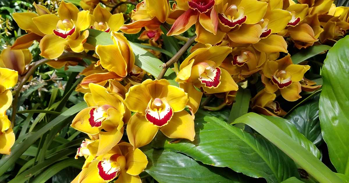 23 Types Of Orchids To Grow As Houseplants Gardener’s Path