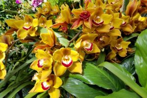 A close up horizontal image of orchids growing in a large greenhouse pictured in bright sunshine.