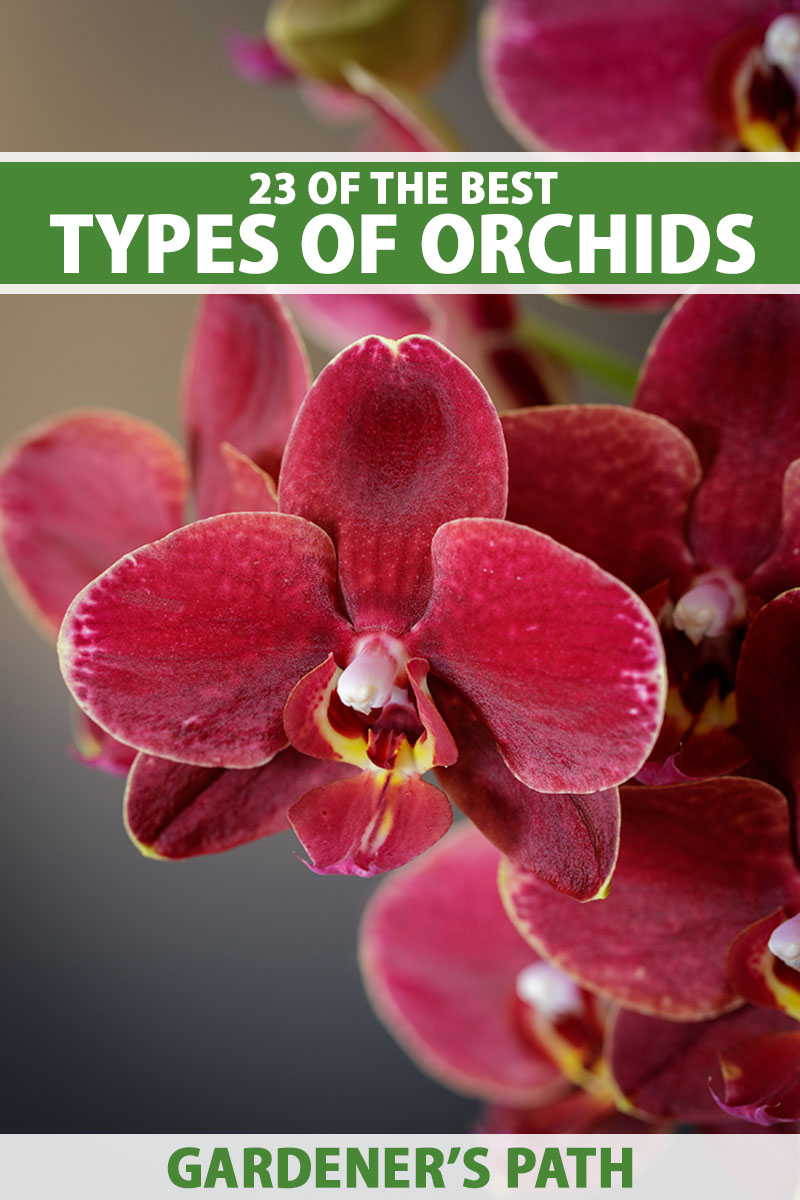 A close up vertical image of red orchid flowers pictured on a soft focus background. To the top and bottom of the frame is green and white printed text.