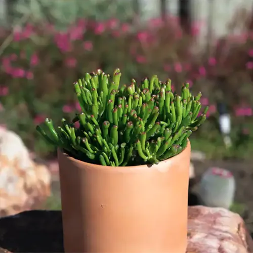 A square image of Crassula 'E T Fingers' growing in a ceramic pot outdoors in light sunshine.