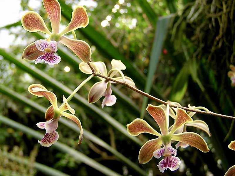 A close up horizontal image of the delicate flowers of Encyclia advena, an orchid growing outdoors pictured on a soft focus background.