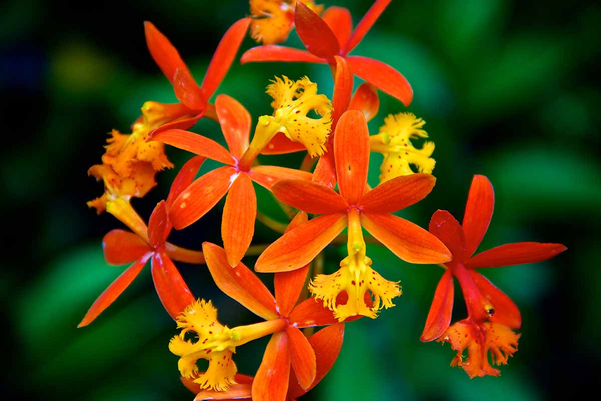 A horizontal image of the bright red and yellow flowers of Epidendrum 'Ivan Gasparovic' orchid pictured on a soft focus background.