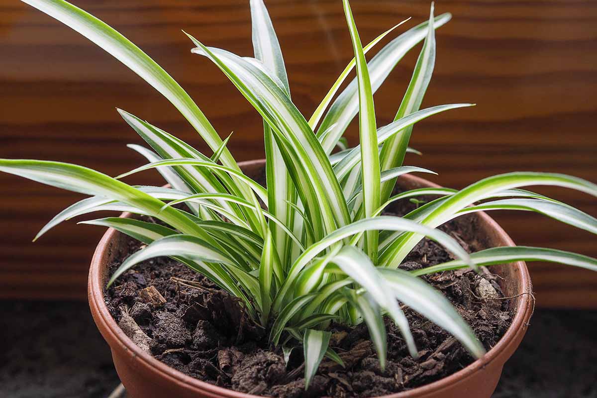 A close up horizontal image of a spider plant (Chlorophytum comosum) growing in a small pot set on a wooden surface.