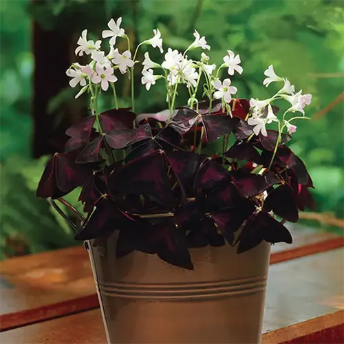 A square image of a false shamrock (Oxalis) plant growing in a metal container, with deep burgundy foliage and small white flowers set on a wooden surface.
