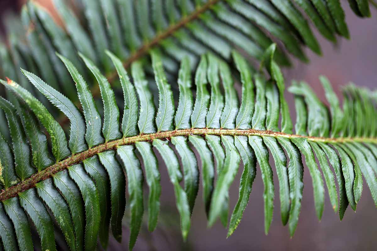 A close up horizontal image of the deep green, leathery fronds of a fern plant growing indoors pictured on a soft focus background.