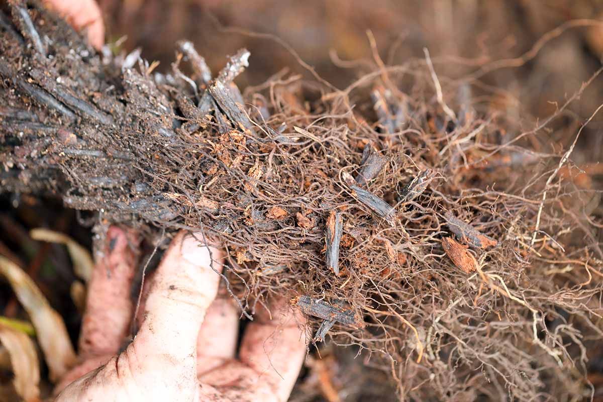 A close up horizontal image of a hand holding up the rhizomes of a dug up fern.