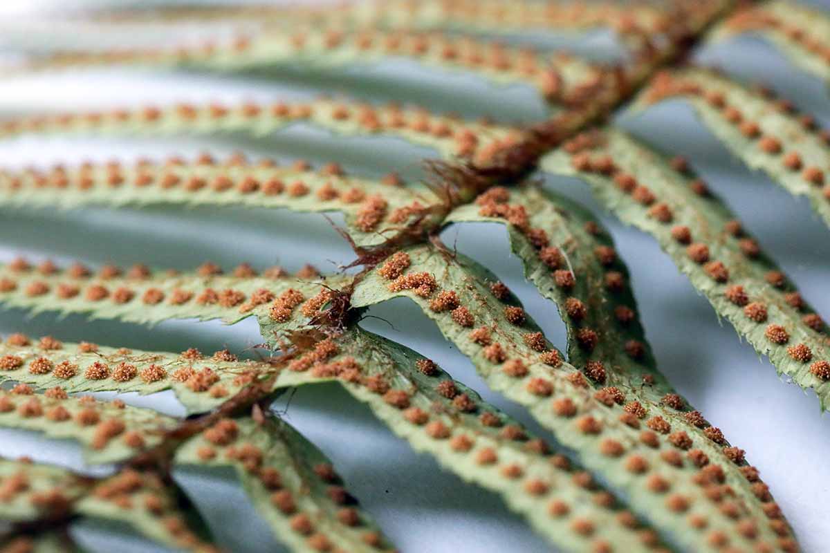 A close up horizontal image of sori on the underside of fern fronds fading to soft focus in the background.