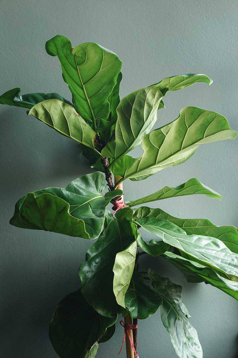 A close up vertical image of a fiddle-leaf fig growing indoors with a sage green wall in the background.