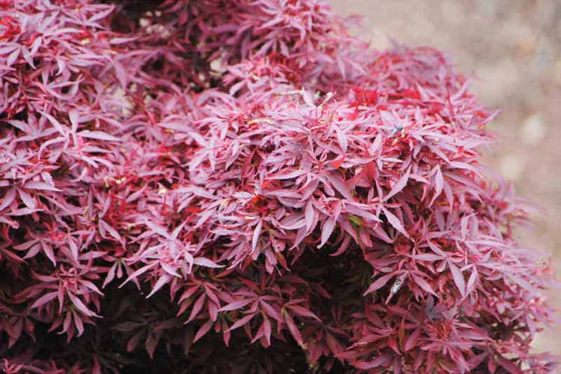 A close up of the deep red foliage of Acer 'Fireball' pictured on a soft focus background.